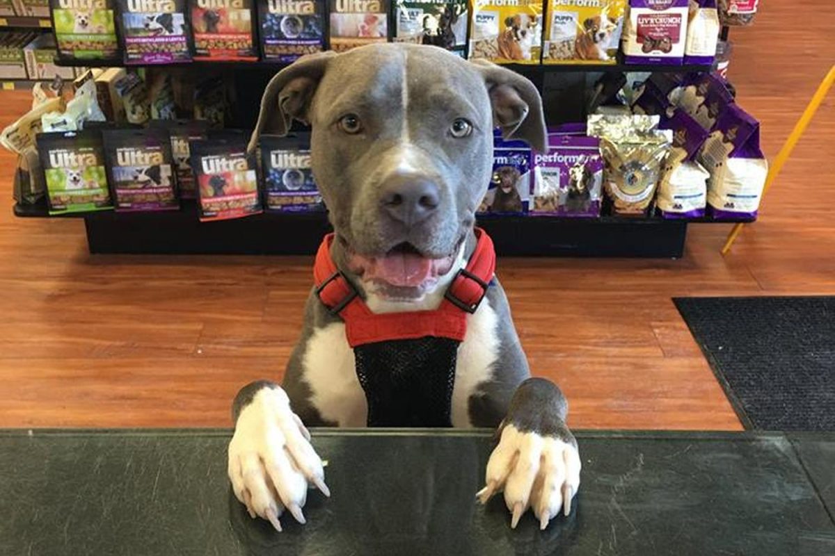 pet_valu_dog Lundy’s Lane Niagara Falls